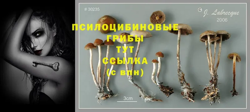 Псилоцибиновые грибы Psilocybe Билибино